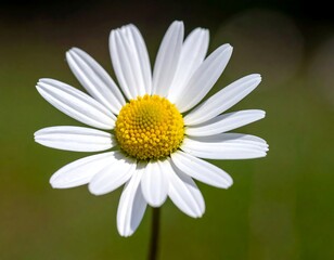 Obraz premium Close-up of a white daisy