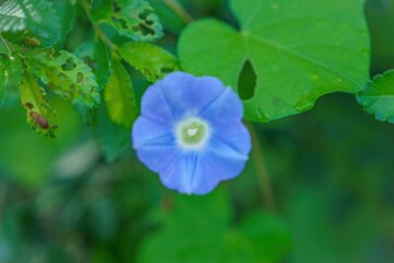 ひっそりと咲く満開の小さなブルーの朝顔
