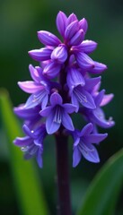 Fototapeta premium Deep violet hyacinth bud, dew drops glistening, flora, petals, floral