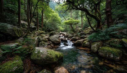 Obraz premium Lush forest stream cascading over rocks