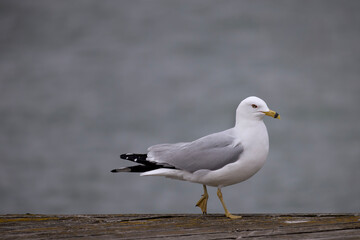 Ring-billed gull Larus delawarensis striking a pose with one foot up facing right on a wooden dock in Lakefront Promenade scenic waterfront park in Mississauga Ontario Canada