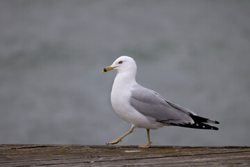 Ring-billed gull Larus delawarensis strolling to the left with purpose on a wooden dock in Lakefront Promenade scenic waterfront park in Mississauga Ontario Canada