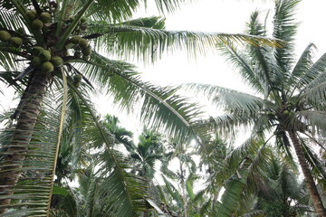 Fototapeta premium Random pic