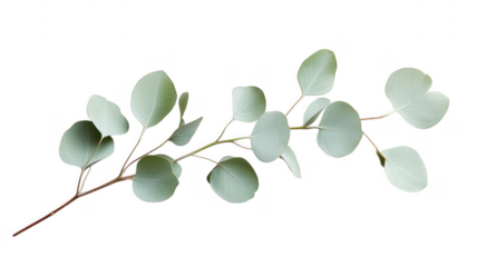 Fresh green eucalyptus branch isolated against a solid background minimalist botanical study