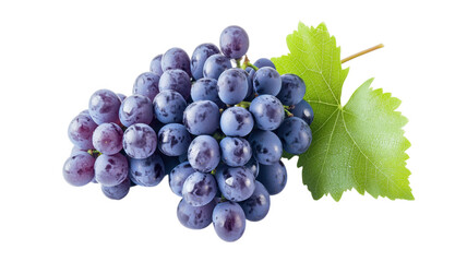 Obraz premium Freshly harvested cluster of juicy dark purple grapes with a single green leaf