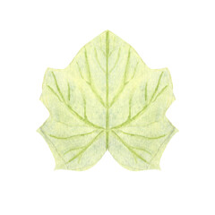 Pumpkin leaf isolated on white background. Hand-painted watercolor illustration with delicate green veins, perfect for autumn harvest design, Thanksgiving, Halloween, cards, invitations, and patterns.