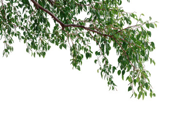 Obraz premium Fresh Green Foliage Branch Against Black Background