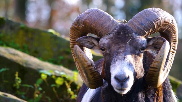 Close up view of a capricorn ibex head with large horns chewing and looking around on a sunny autumn day