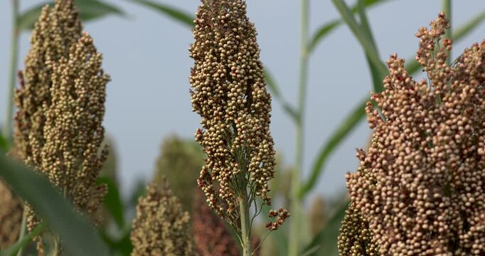 Jowar grain sorghum crop farm