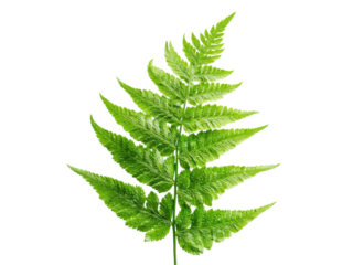 Vibrant green fern frond against a dark backdrop leaf, Isolated, Png Transparent Background