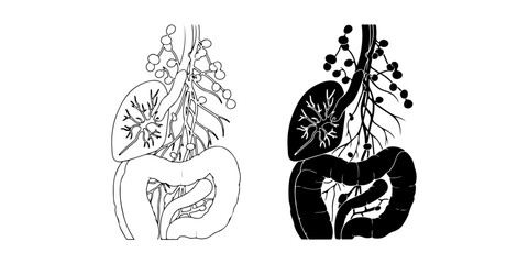 Lymph Nodes and Spleen Anatomy Vector Illustration