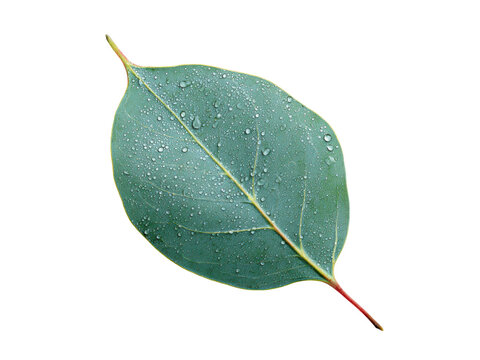 Green eucalyptus leaf with water droplets image, Isolated, Png Transparent Background