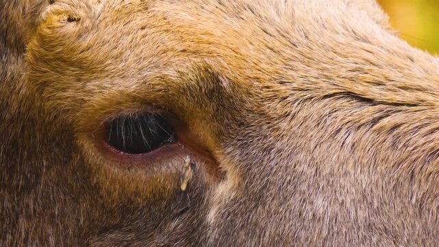 Close up of a elk moose head moving around the forest on a cloudy autumn day