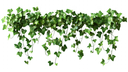 Lush green ivy plant illustration with detailed leaves and elegant vine stems against background