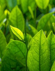 Close-up of vibrant green tea leaves