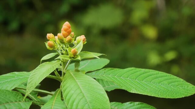 Close up footage of a striking Aphelandra plant, also known as the Lollipop Plant, showcasing its unique orange cone-shaped inflorescence and lush green foliage within the serene environment of a bota
