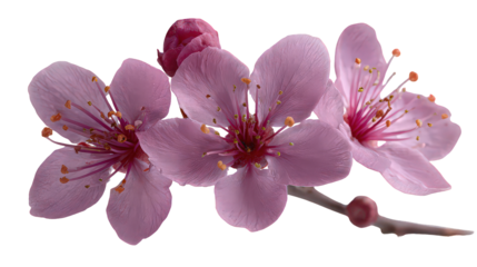 Pink Flowers with Dew Drops on Transparent Background