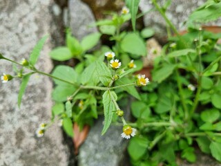 Close-up of Tridax daisy wildflowers with white petals and yellow centers, perfect for nature, herbal, and garden photography. Natural green background for eco-friendly design.