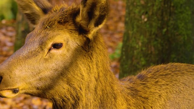 Close up of an altai deer elk dow standing in the forest and looking around ona sunny day in autumn