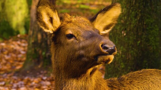 Close up of an altai deer elk dow standing in the forest and looking around ona sunny day in autumn