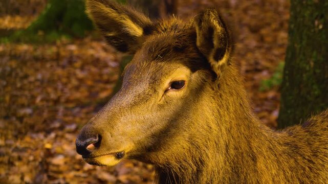 Close up of an altai deer elk dow standing in the forest and looking around ona sunny day in autumn