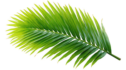 Obraz premium Vibrant Green Palm Leaf With Golden Sparkle