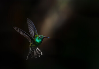 Fototapeta premium Picaflor esmeralda ave volando con reflejos en plumas