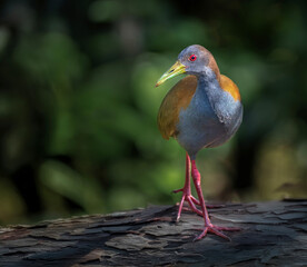 Saracura ave de la selva sudamericana