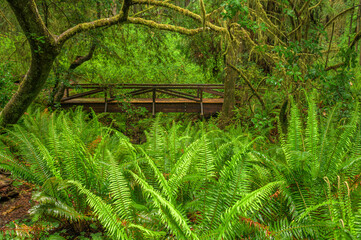 Bridge In Ferns Forest