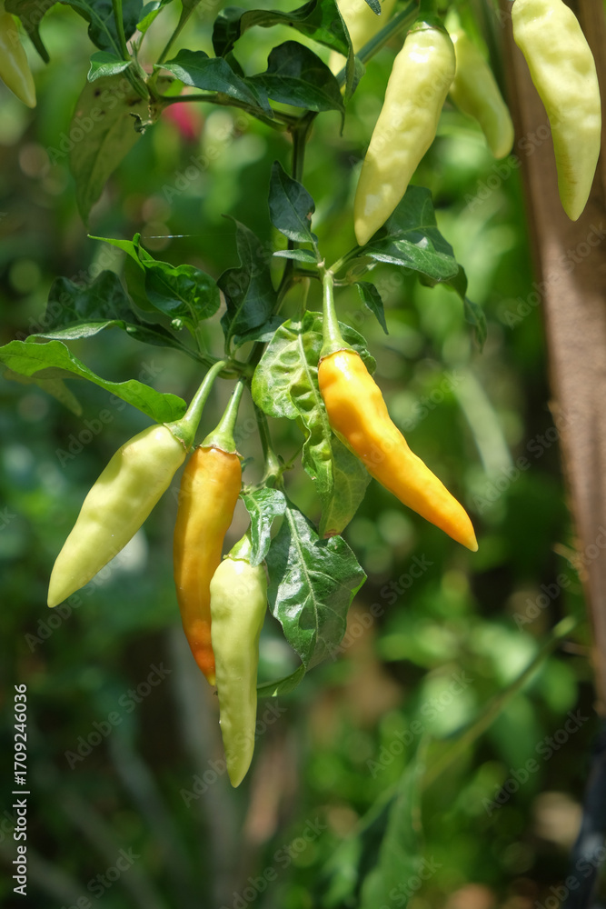 Poster close up vertical of chilies starting to turn yellow on the tree. for graphic design, 3d rendering a