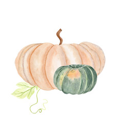 Beige pumpkin, green squash, and fresh leaf watercolor composition isolated on white background. Hand-painted harvest illustration perfect for Thanksgiving, fall decor, cards, rustic kitchen prints