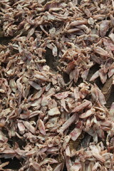 close up of dried squid