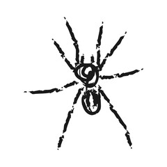 Hand Drawn Halloween Spider Illustration