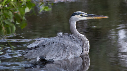 Great Blue Heron Resting in Water