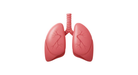 3D lungs 