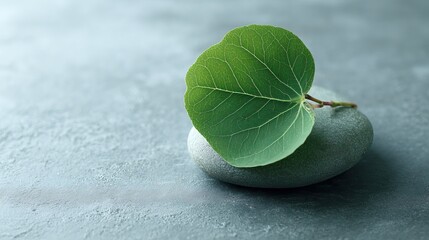 Natural Green Leaf on Smooth Stone Isolated on Soft Gray Surface for Relaxation and Wellness Imagery