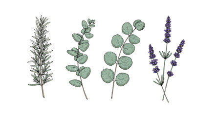 Leaf vector illustration