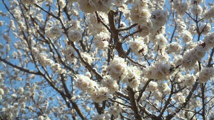 Flowering apple twig - macro shot of spring blossoms