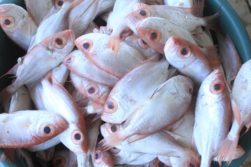 fresh fish on market