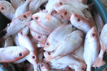fish on the market