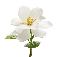 Fototapeta premium Cape Jasmine Flower, Gardenia jasminoides, isolated on white background, with clipping path 
