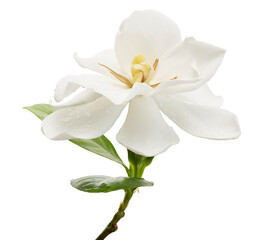 Obraz premium Cape Jasmine Flower, Gardenia jasminoides, isolated on white background, with clipping path 