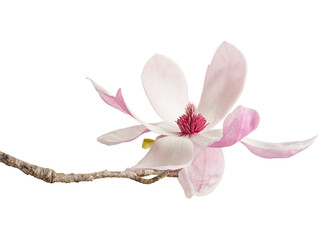 Magnolia liliiflora flower on branch with leaves, Lily magnolia flower isolated on white background with clipping path © DEWINs