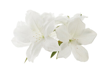 Obraz premium Azaleas flowers with leaves, White flowers isolated on white background with clipping path 