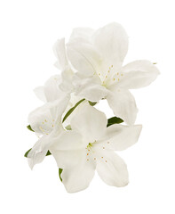 Azaleas flowers with leaves, White flowers isolated on white background with clipping path	
