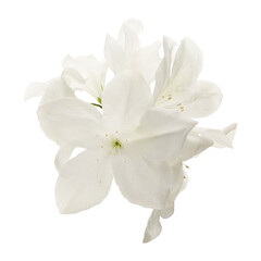 Fototapeta premium Azaleas flowers with leaves, White flowers isolated on white background with clipping path 