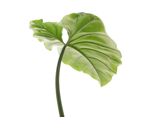 Philodendron giganteum leaf, Giant philodendron isolated on white background, with clipping path    © DEWINs