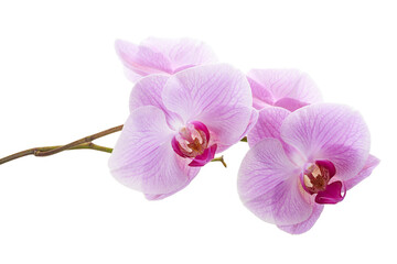 Purple orchid flower, Pink phalaenopsis (moth) orchid isolated on white background, with clipping path