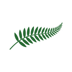 Green fern leaf botanical element vector illustration nature plant organic growth vector