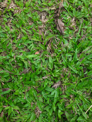 Obraz premium green grass and leaves